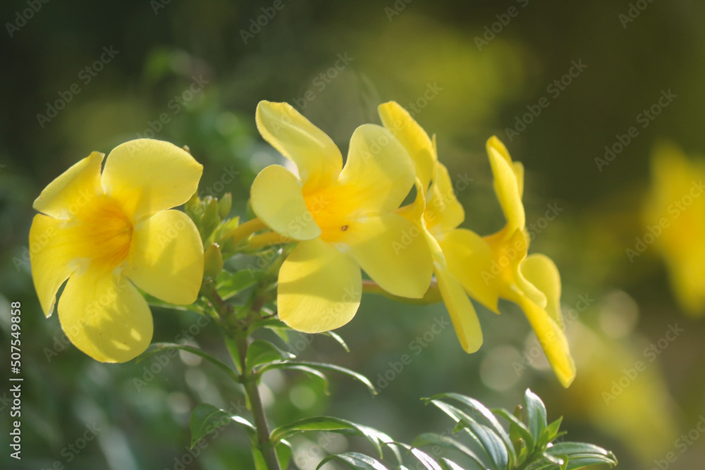 yellow flower with sunshine and blurred background yellow flower with sunshine and blurred background