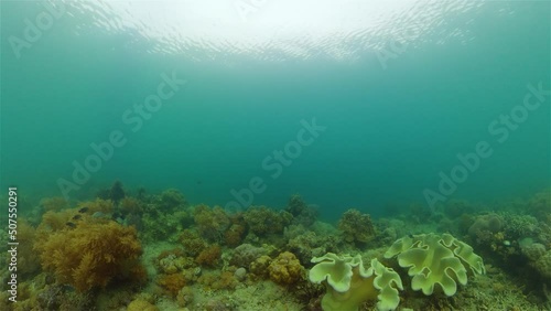Wallpaper Mural Tropical fishes and coral reef at diving. Underwater world with corals and tropical fishes. Philippines. Torontodigital.ca