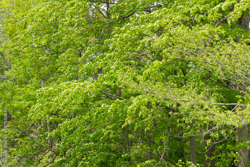 Obraz premium 美しい森の中