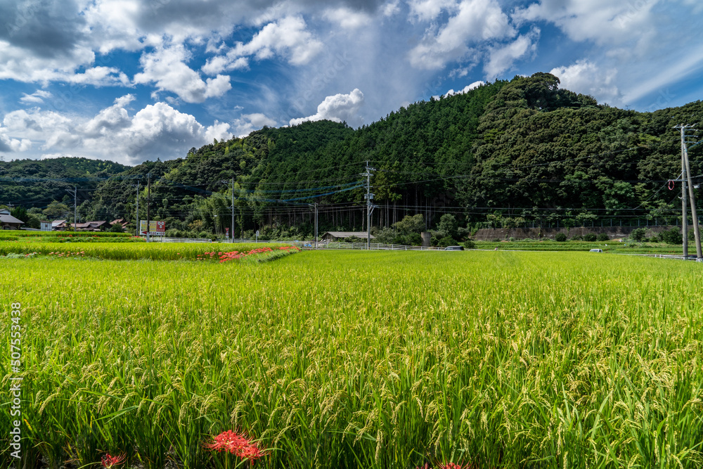scenery of Rice fields in countryside of Fukuoka prefecture, JAPAN. scenery of Rice fields in countryside of Fukuoka prefecture, JAPAN.