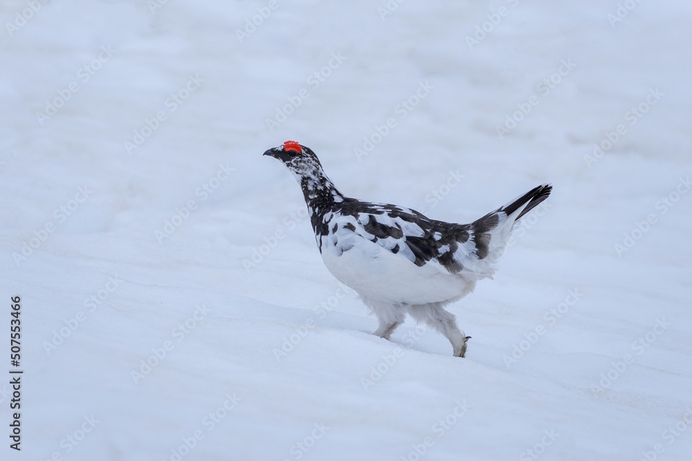 雪原を悠々と歩く雷鳥オス＠室堂、石川