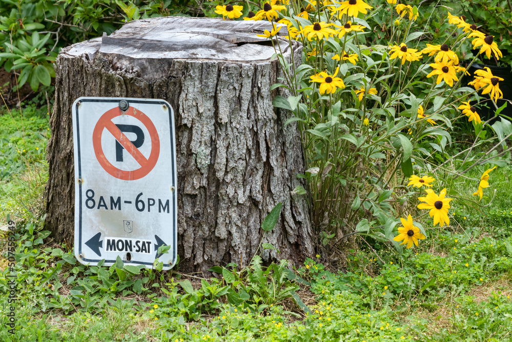 No Parking sign and yellow flowers No Parking sign and yellow flowers