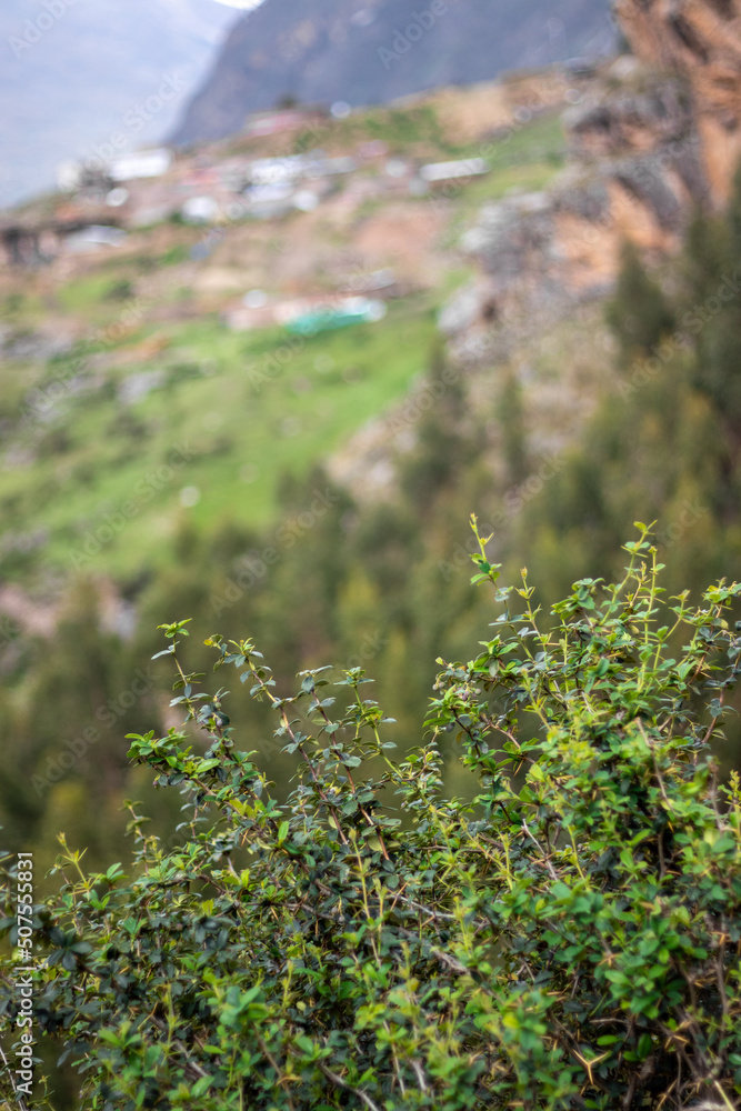 HUANCAVELICA, PERU - FEBRUARY 12, 2021: Plant in focus on a landscape out of focus. HUANCAVELICA, PERU - FEBRUARY 12, 2021: Plant in focus on a landscape out of focus.