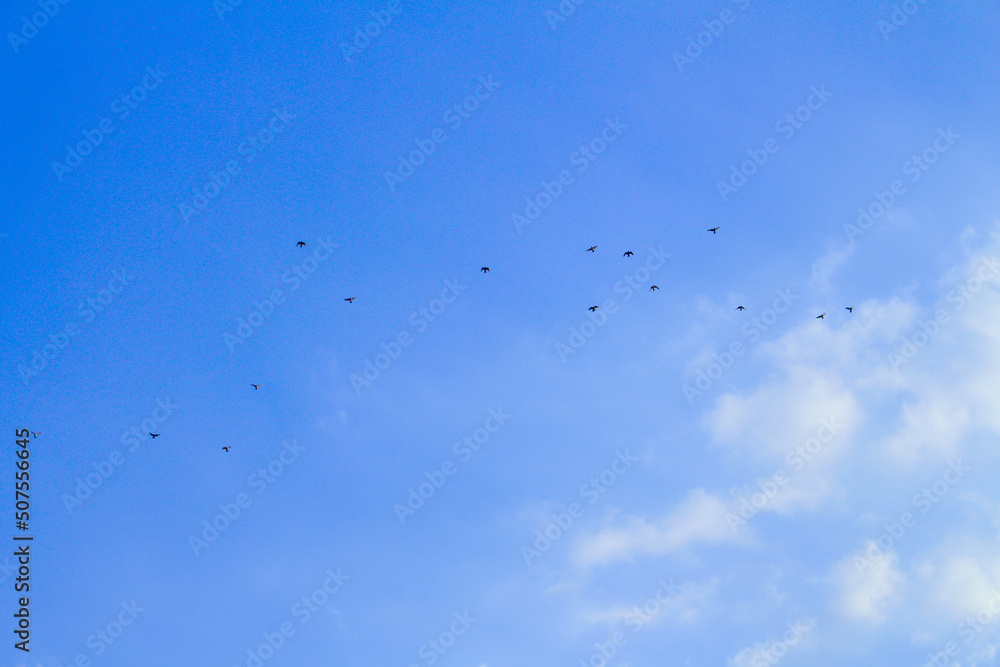 Many birds flying in the blue sky
Many birds flying in the blue sky