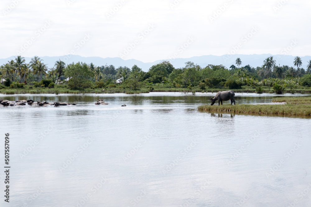 herd of buffalos on the river