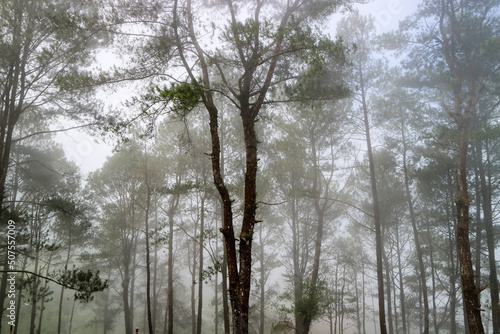 Foggy morning in the forest