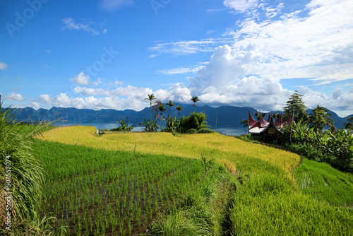Tableau sur toile Landscape with ricefield and blue sky