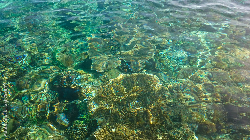 coral reefs seen from behind the clear water. Alor Island, Indonesia coral reefs seen from behind the clear water. Alor Island, Indonesia