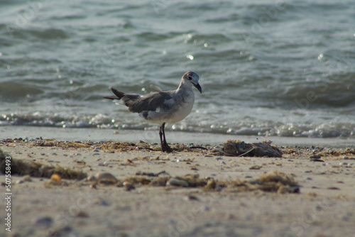 Naklejka gaviota parada 3