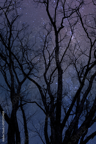 Silhouette of dry tree at night with starry sky background.