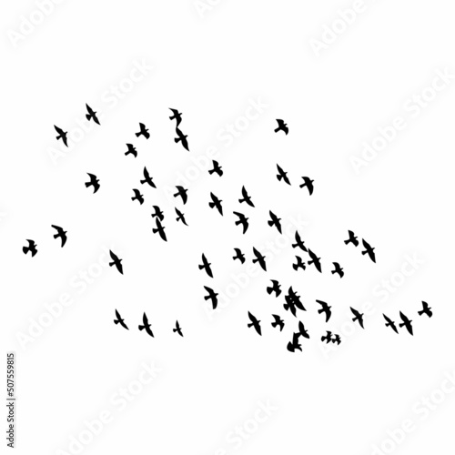 Flying birds silhouettes on white background vector illustration