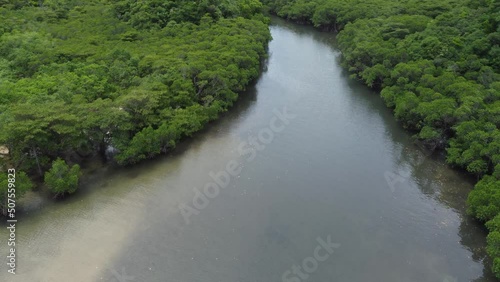 【空撮】石垣島 吹通川マングローブ群落