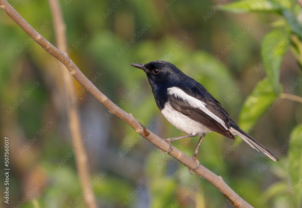Oriental magpie-robin (male).Oriental magpie-robin is a small passerine bird that was formerly classed as a member of the thrush family Turdidae, but now considered an Old World flycatcher. Oriental magpie-robin (male).Oriental magpie-robin is a small passerine bird that was formerly classed as a member of the thrush family Turdidae, but now considered an Old World flycatcher.