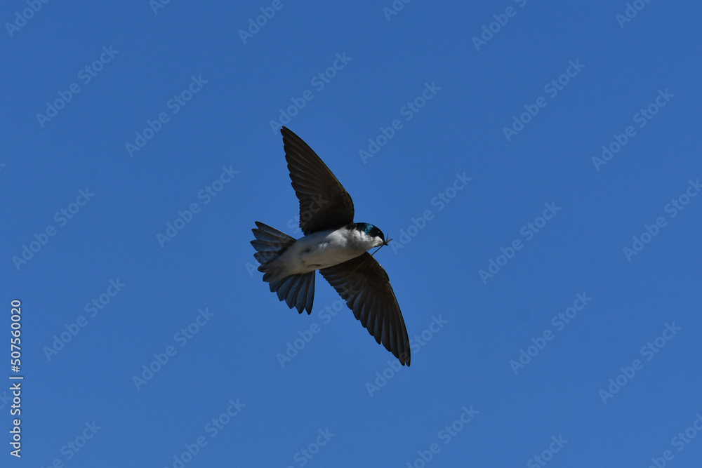 Obraz premium Tree Swallow bird in flight carrying nesting material
