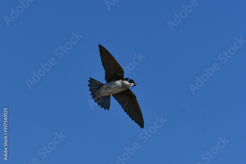 Tree Swallow bird in flight carrying nesting material