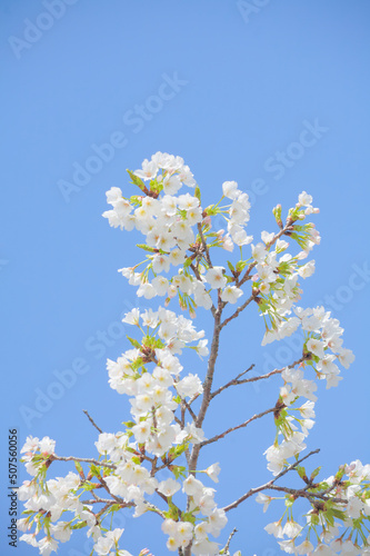 青空を背景に桜の花をクローズアップ 