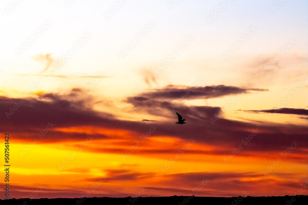 bird silhouette sunset