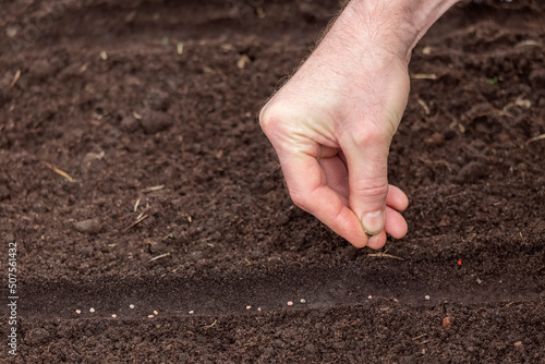 The hand of a man sowing seeds in the ground close-up
