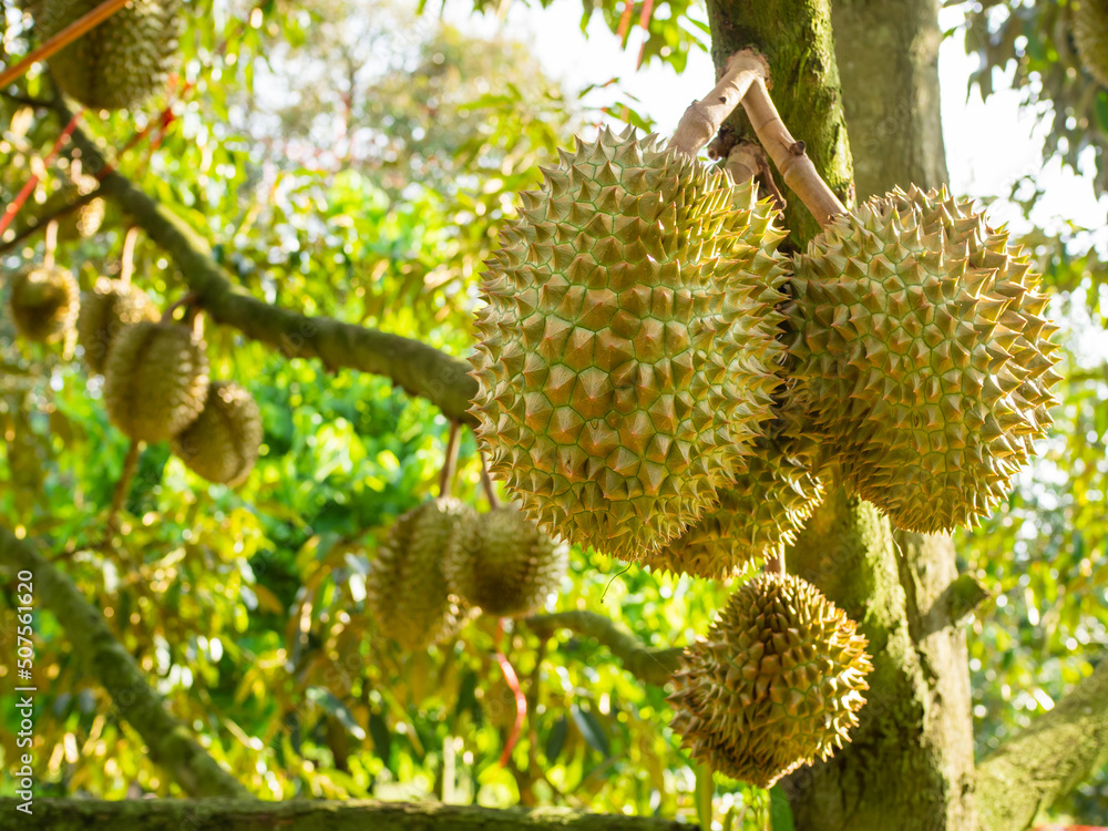 Durians on the durian tree in the durian orchard. Durians on the durian tree in the durian orchard.