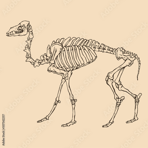 Animal skeleton camel vector illustration