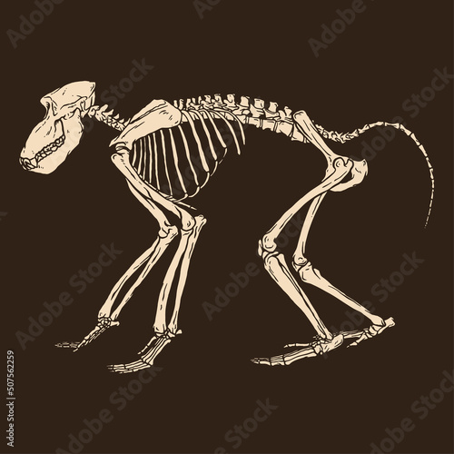 Skeleton black baboon vector illustration