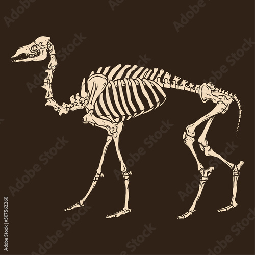 Animal skeleton camel vector illustration