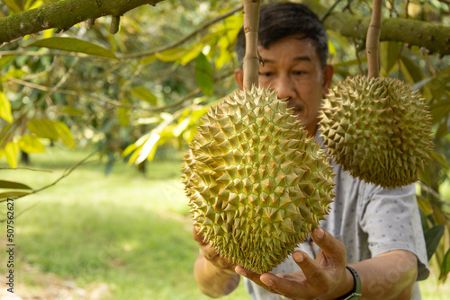 durians on the durian tree in durian orchard, durian farmer