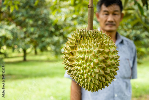durians on the durian tree in durian orchard, durian farmer