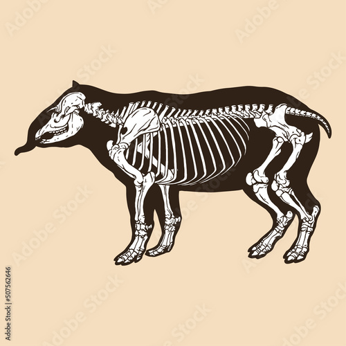 Skeleton tapir vector illustration