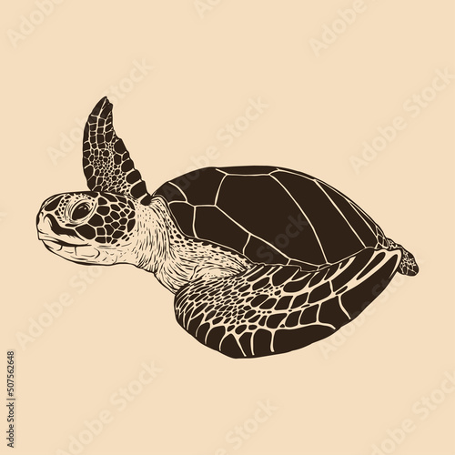 Sea turtle sketch illustration drawing vector