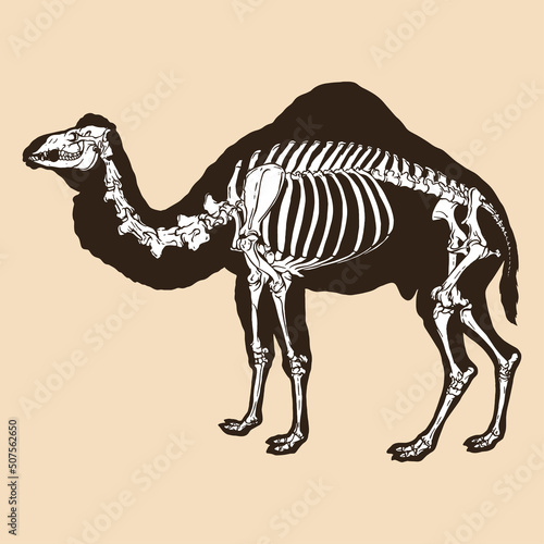 Skeleton camel vector illustration
