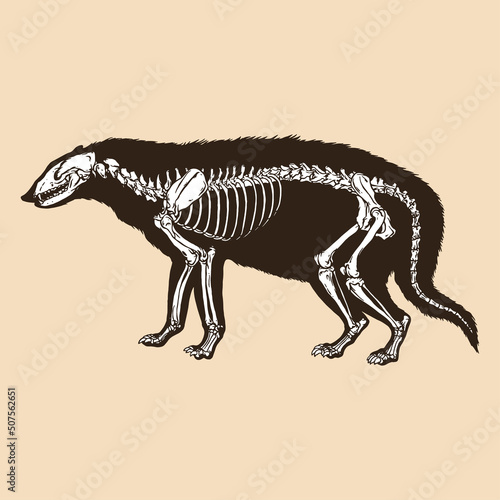 Skeleton civet cat vector illustration