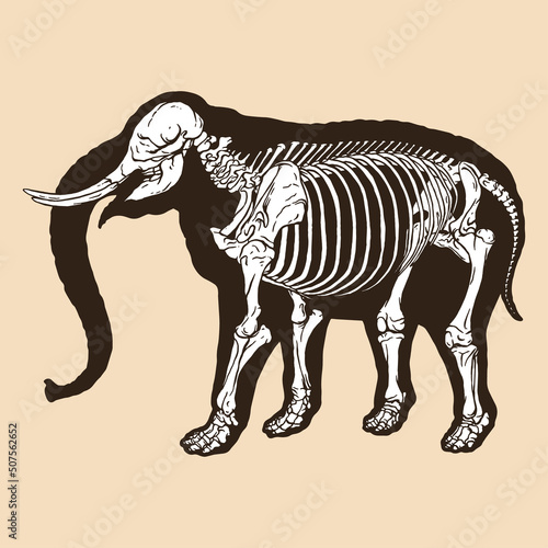 Skeleton elephant vector illustration