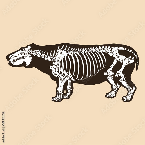 Skeleton hippopotamus vector illustration