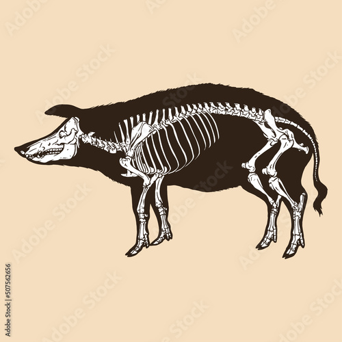 Skeleton pig vector illustration