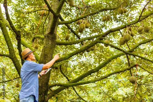 Asian men use tablet to check Durian trees, perfect stems, fruitful fruit, the best quality fruit.