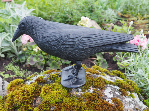 Black plastic raven. Garden decoration. Protection against unwanted birds. Harmless deterrent