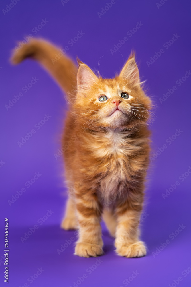 Redaktør Tænk fremad endelse Portrait of red classic tabby Maine Coon kitten standing on purple  background looking up and lifting