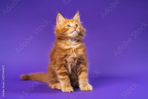 Portrait of playful longhair of Maine Coon Cat sitting on violet background and looking up. Studio shot. Concept of National Cat Day. Part of series