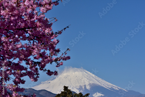 満開の河津桜と富士山の競演（松田さくら祭り）