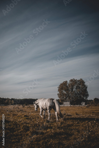 Fototapeta Naklejka Na Ścianę i Meble -  Beautiful white horse grazing on field in summer day