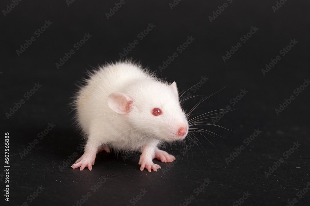 white small rat on black background white small rat on black background