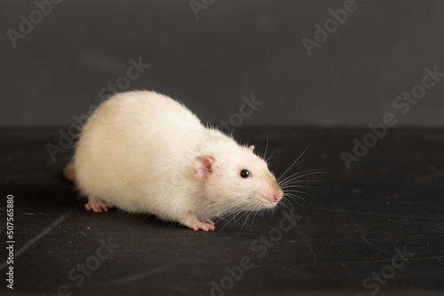 white domestic rat