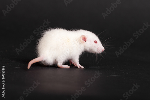 white small rat