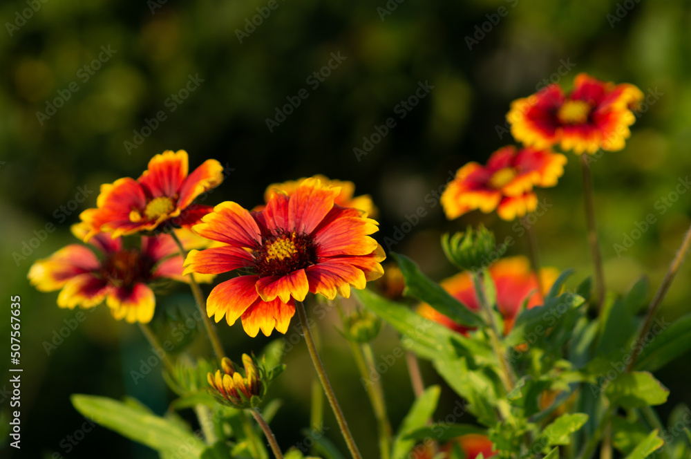 red and yellow flowers red and yellow flowers
