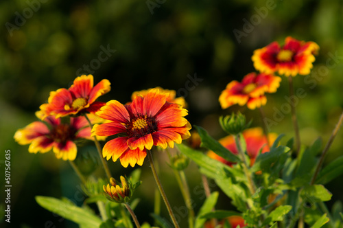 red and yellow flowers