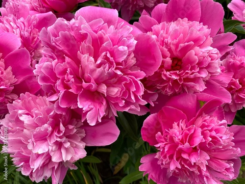 Closeup shot of beautiful pink flowers  Pink peonies. Online store. Floral shop and delivery concept. 