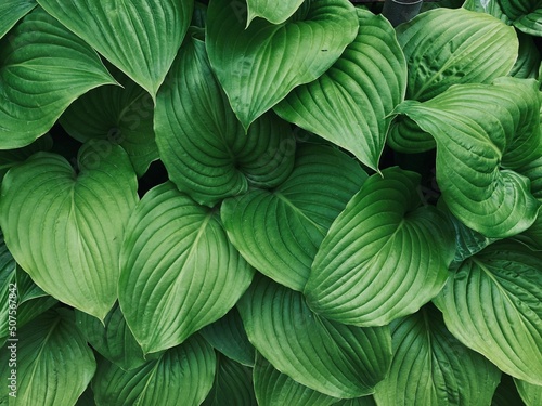 Amazing abstract texture of green hosta leaves close up, natural green juicy leaves, wallpaper, perfect green texture for designers. Macro shot, eco-friendly.