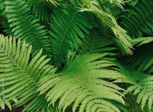A closeup of the Green fronds on a Lady fern, a species of Athyrium filix-femina, found in Ukraine. Tropical green leaves background, eco concept, ecosystem.