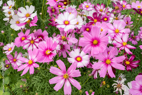 Full frame shot of Cosmos flowers blooming in the nature.
